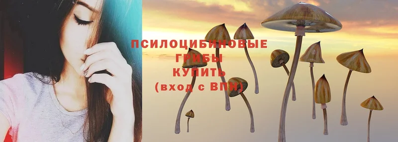 Галлюциногенные грибы Cubensis  Жуковский 